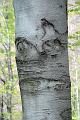 Tessiner Buchenwald (13)